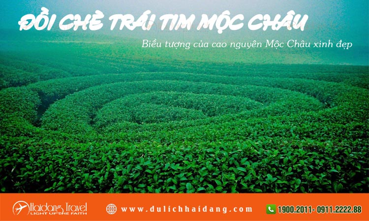 Đồi chè trái tim Mộc Châu 