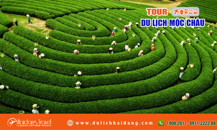 Tour du lịch Mộc Châu